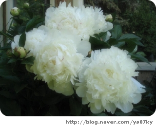 peony 이미지