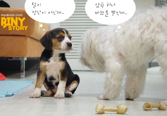 비니스토리 이미지