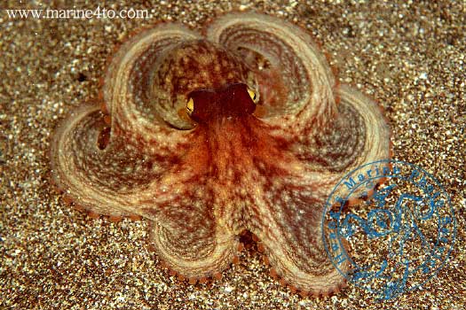 크라켄(Kraken) 이미지