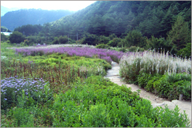 한국자생식물원 이미지