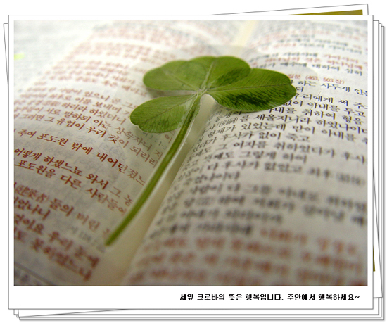 세잎크로바 이미지