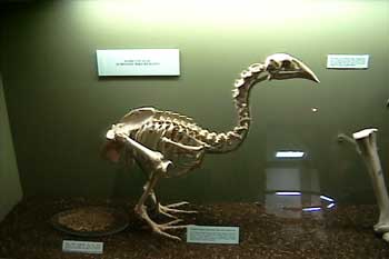 모아(MOA) 이미지