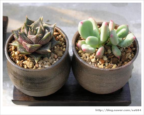 빠끔사리 이미지
