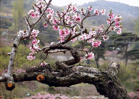 태백안동축산 이미지