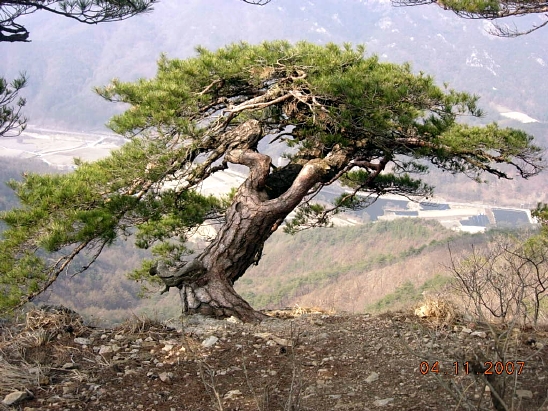송림나무시장 이미지
