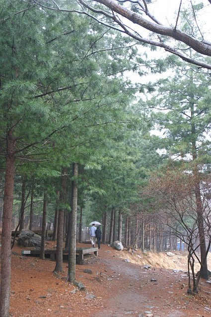 참나무 숲길 이미지
