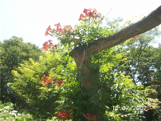 강산화원 이미지