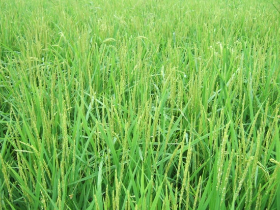 청청농부 이미지
