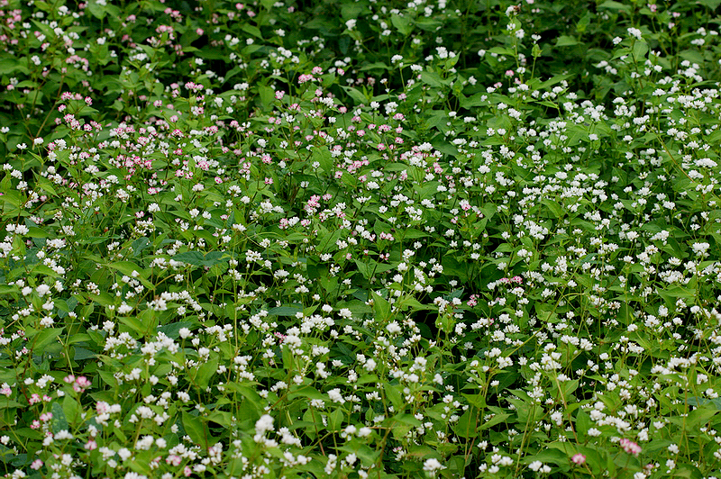 고마리(주) 이미지