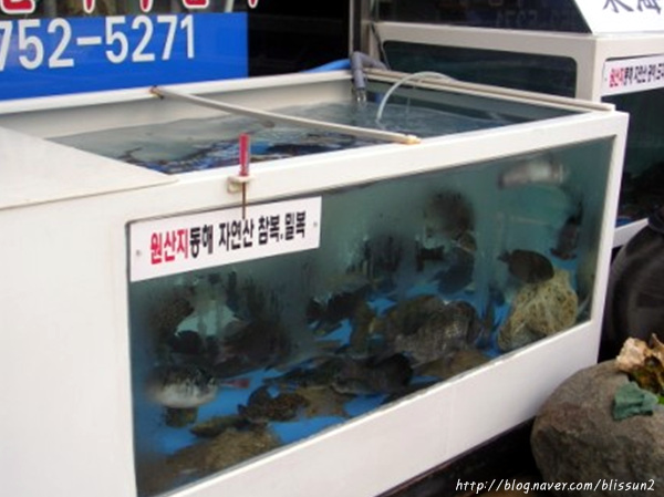 감포은정복어 이미지