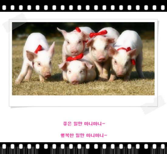 빨간돼지 이미지