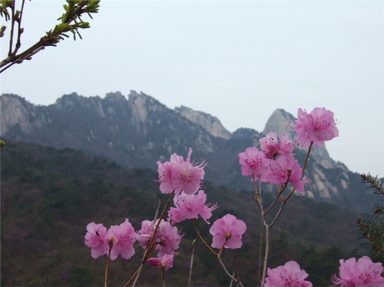 진달래 이미지