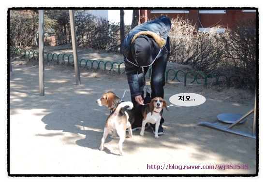 여우깍쟁이 이미지
