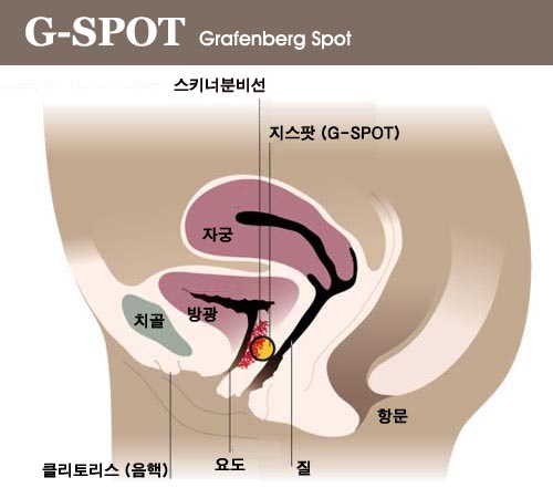 라벨라여성의원 이미지