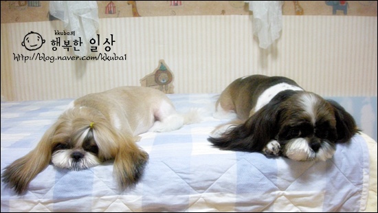쮸 이미지