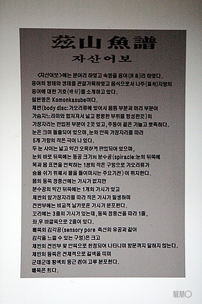 원조홍어 이미지