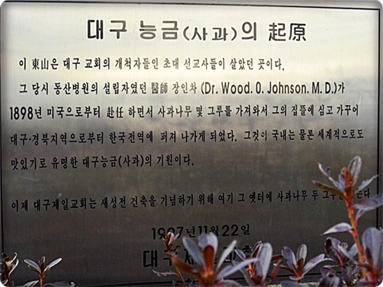 대구나무병원 이미지