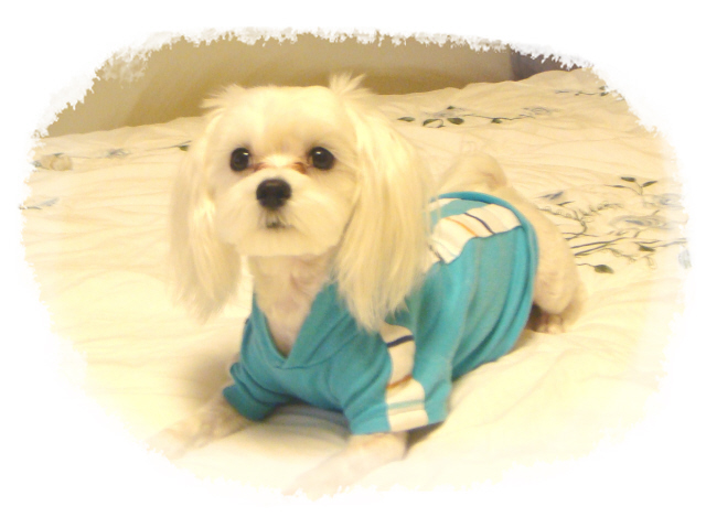 우리아리 이미지