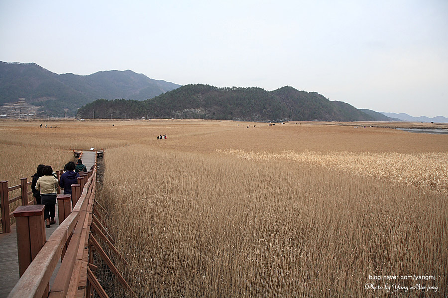 순천만 숲1 이미지