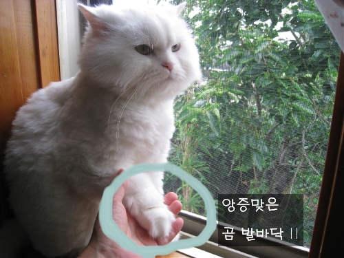 곰발바닥 이미지