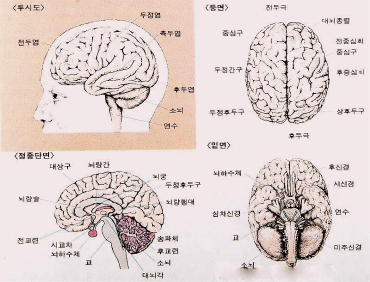 좌뇌 우뇌 이야기 : 네이버 블로그
