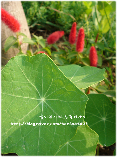 천사의정원 이미지