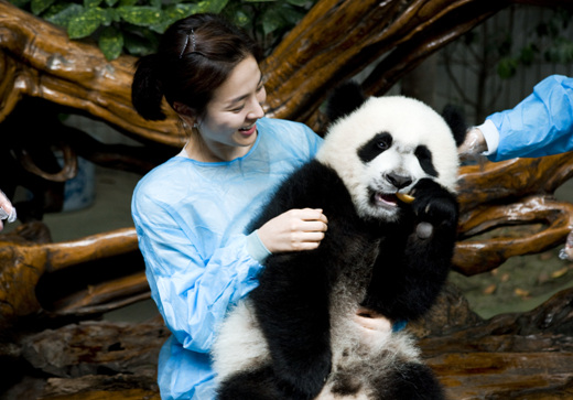 판다곰 이미지