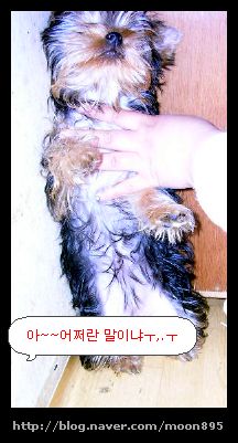 봉이네 이미지