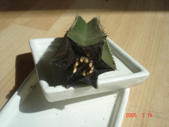 다육이야기 이미지
