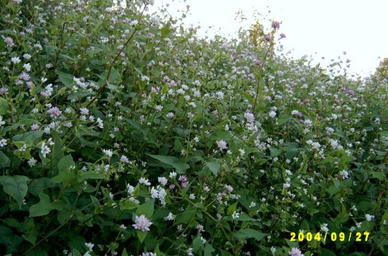 고마리(주) 이미지